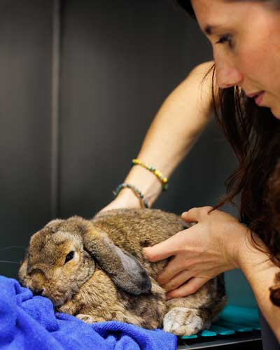 Hospitalisation lapin