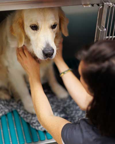 Hospitalisation chien