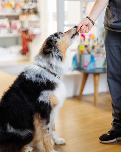 Récompense à un chien patient